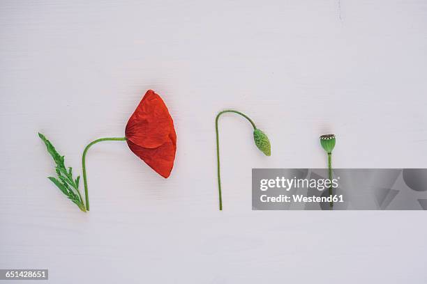 details of plant, poppy, white background - poppy plant stock-fotos und bilder