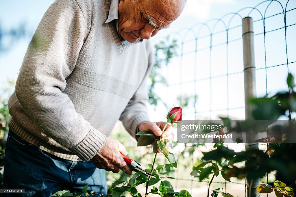 Senior man cutting rose in the garden