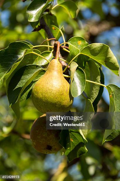 ripe pear on pear tree - perenboom stockfoto's en -beelden