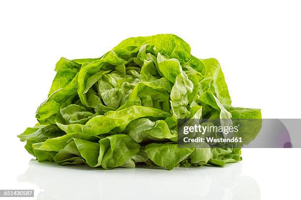 butterhead lettuce - alface cabeça de manteiga imagens e fotografias de stock