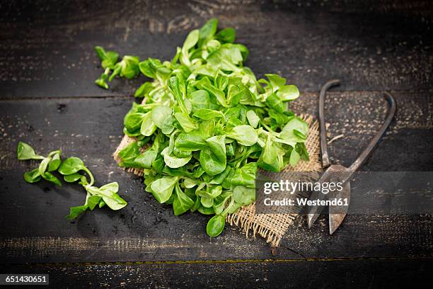 fresh lamb's lettuce on jute and pruner - feldsalat stock-fotos und bilder