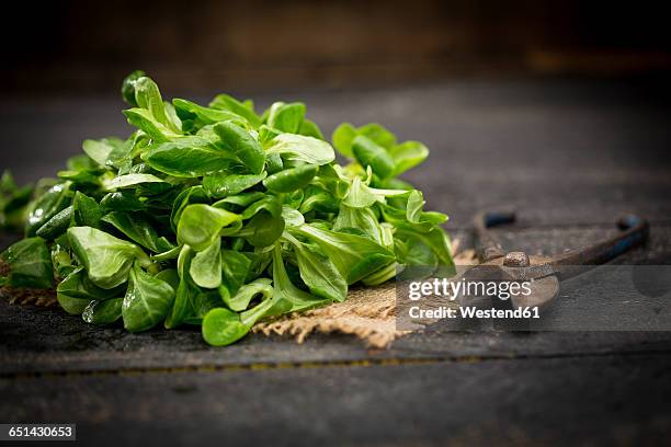 fresh lamb's lettuce on jute and pruner - feldsalat stock-fotos und bilder