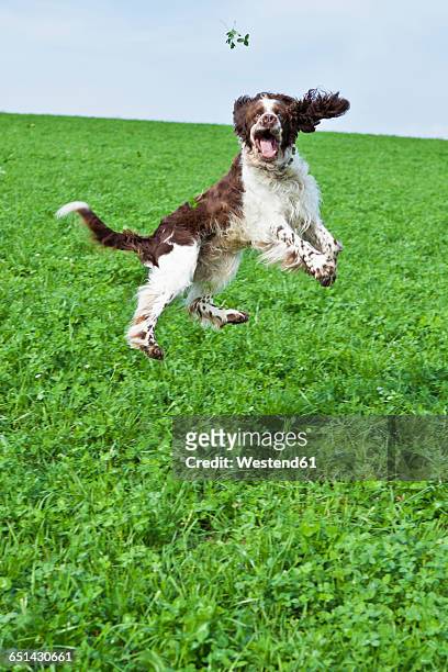 english springer spaniel jumping in the air on a meadow - springer spaniel stock-fotos und bilder