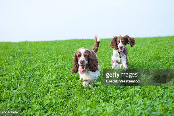 two english springer spaniels running on a meadow - english springer spaniel - fotografias e filmes do acervo