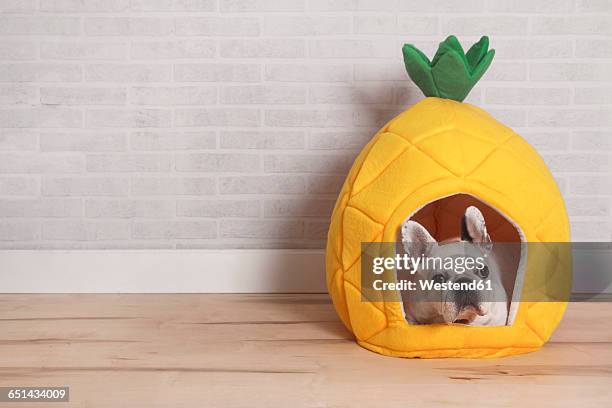 french bulldog lying in his bed shaped like pineapple - dierenmand stockfoto's en -beelden