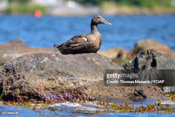 duck sitting on rock - sitting duck stock pictures, royalty-free photos & images