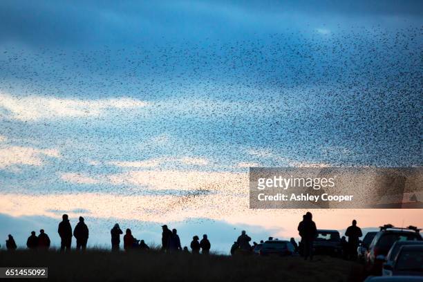 murmerating flocks of starlings performing aerial balets as they fly over their roost site near sunbiggin tarn in cumbria, uk. - thousands of runners and spectators take to the streets for the london marathon stockfoto's en -beelden