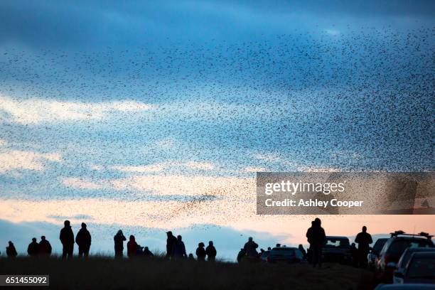 murmerating flocks of starlings performing aerial balets as they fly over their roost site near sunbiggin tarn in cumbria, uk. - flock of birds stock pictures, royalty-free photos & images