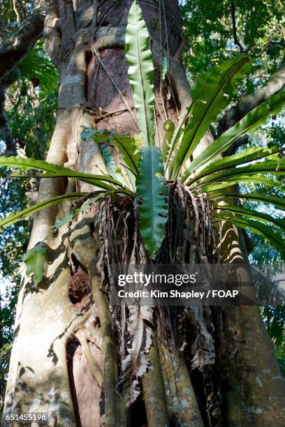 low angle view of staghorn fern - elkhorn fern stock pictures, royalty-free photos & images