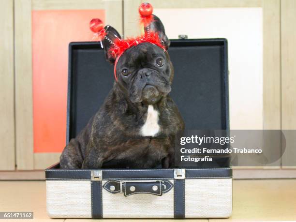 dog inside suitcase ready to travel - birthday stickers stock pictures, royalty-free photos & images