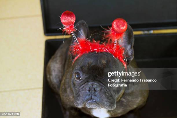 dog inside suitcase ready to travel - birthday stickers stock pictures, royalty-free photos & images