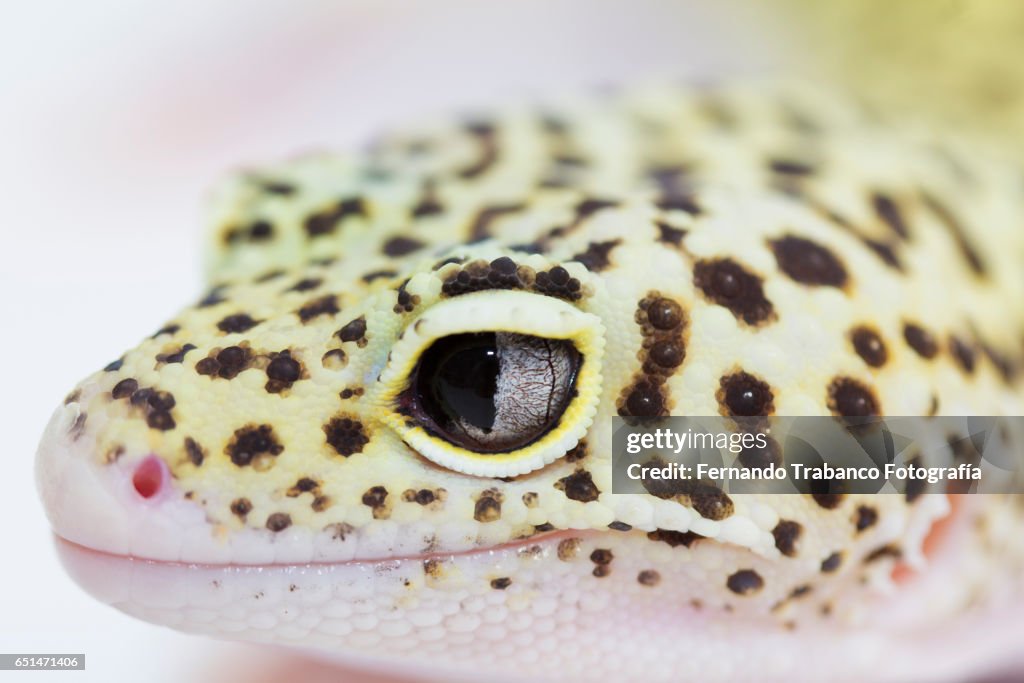 Leopard Gecko  eye (macro)