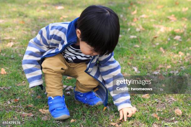 curious asian young child picking up fallen leaves from ground. - kid looking down stock pictures, royalty-free photos & images