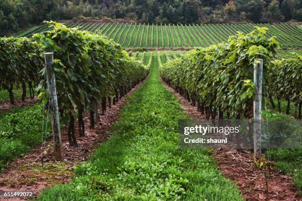 7 Rows 13,503 Vineyard Rows Stock Photos, High-Res Pictures, and Images ...