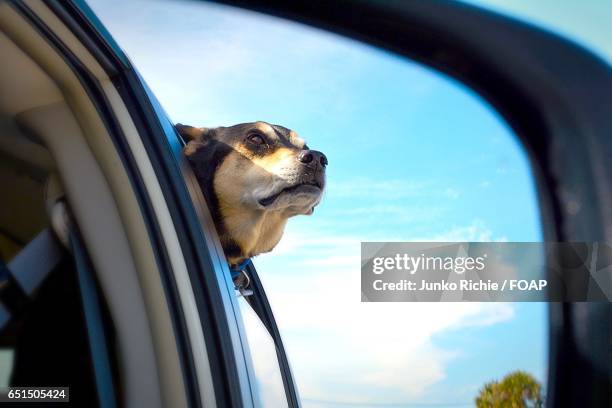 Dog Rear View Mirror 142 Dog Car Mirror Stock Photos, High-Res Pictures, and Images - Getty ...