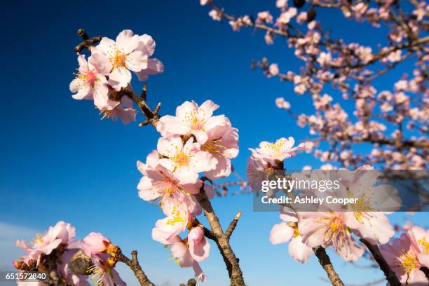 almond blossom in languedoc, south france. - árboles frutales fotografías e imágenes de stock