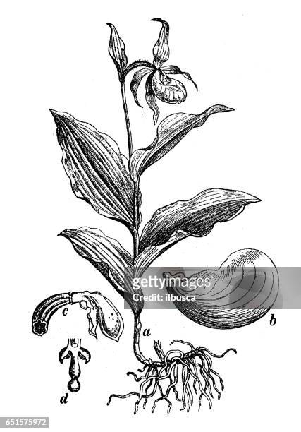 botanik pflanzen antik gravur abbildung: cypripedium calceolus (frauenschuh-orchidee) - calceolus stock-grafiken, -clipart, -cartoons und -symbole