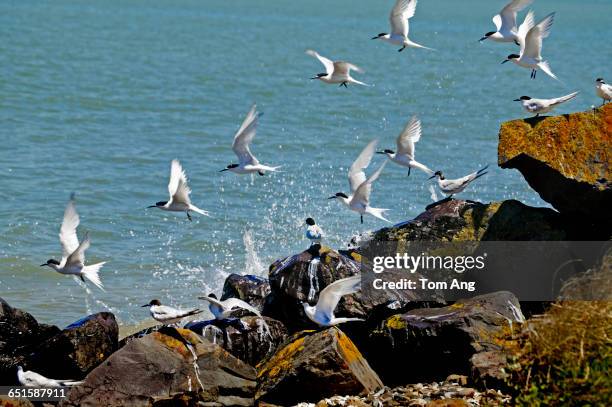white-fronted terns in coordinated flight - river thames stock pictures, royalty-free photos & images