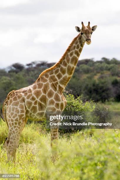 giraffe, windhoek rural, khomas, namibia - windhoek safari photos et images de collection