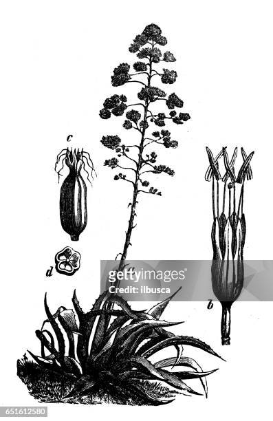 botany plants antique engraving illustration: agave americana (sentry plant, century plant, maguey or american aloe) - americana aloe stock illustrations