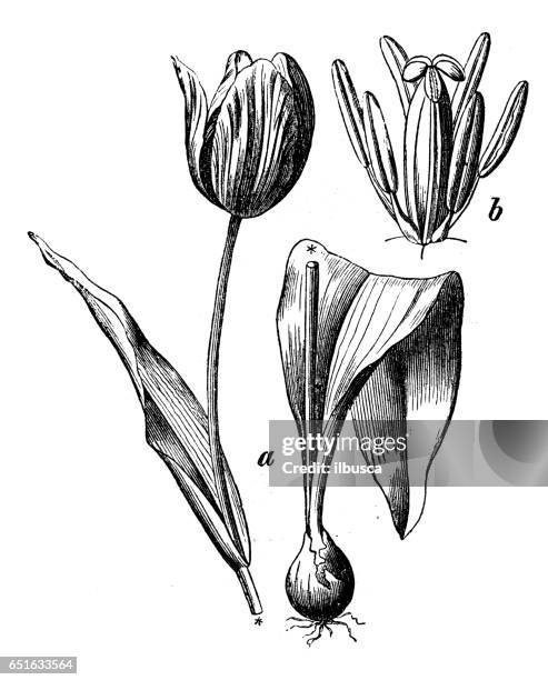 botanik pflanzen antik gravur abbildung: tulipa gesneriana (didier tulpe oder garten tulpe) - gartentulpe stock-grafiken, -clipart, -cartoons und -symbole