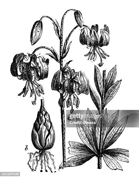 botany plants antique engraving illustration: lilium martagon (martagon lily or turk's cap lily) - lilium martagon stock illustrations