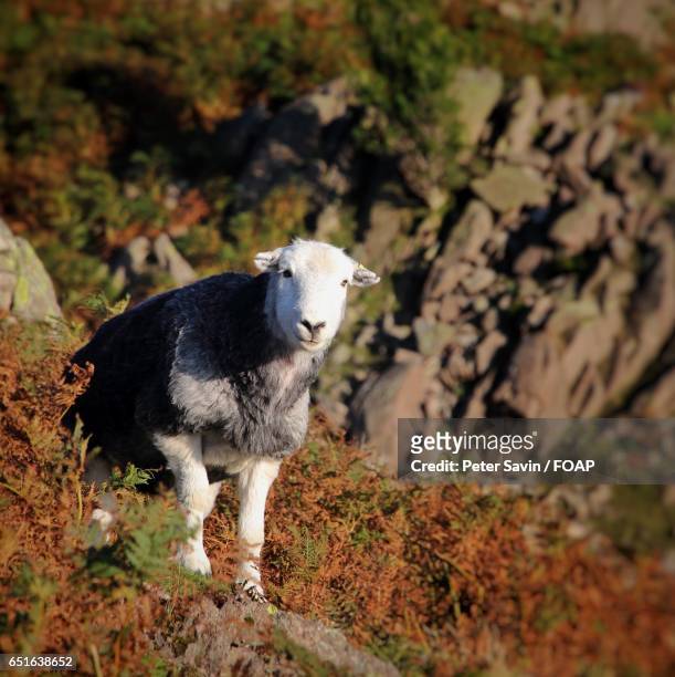 close-up of herdwick sheep - herdwick sheep stockfoto's en -beelden