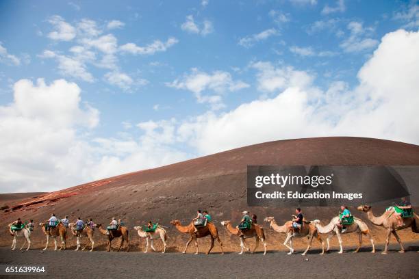 Echadero De Camellos. Camel Ride. Parque Nacional De Timanfaya. Lanzarote. Canary. Spain.