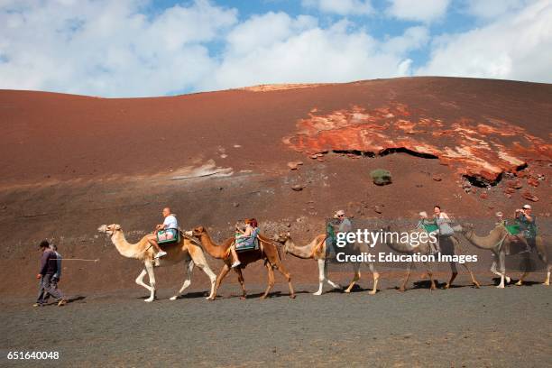 Echadero De Camellos. Camel Ride. Parque Nacional De Timanfaya. Lanzarote. Canary. Spain.