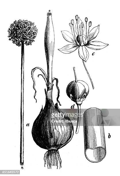 botany plants antique engraving illustration: allium cepa (onion) - allium stock illustrations