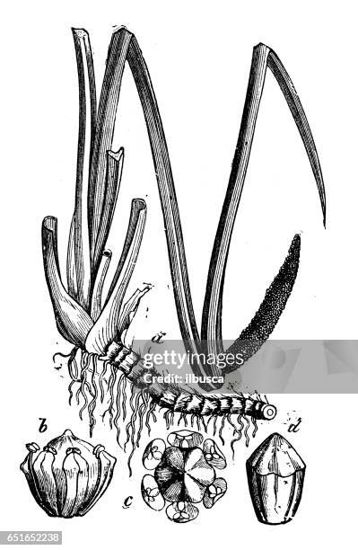 botany plants antique engraving illustration: acorus calamus (sweet flag or calamus) - sweet flag or calamus (acorus calamus) stock illustrations