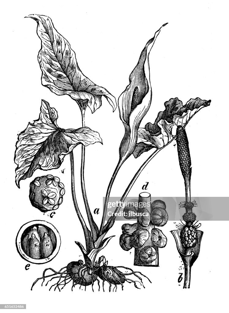 Botany plants antique engraving illustration: Arum maculatum (snakeshead, adder's root, arum, wild arum, arum lily)