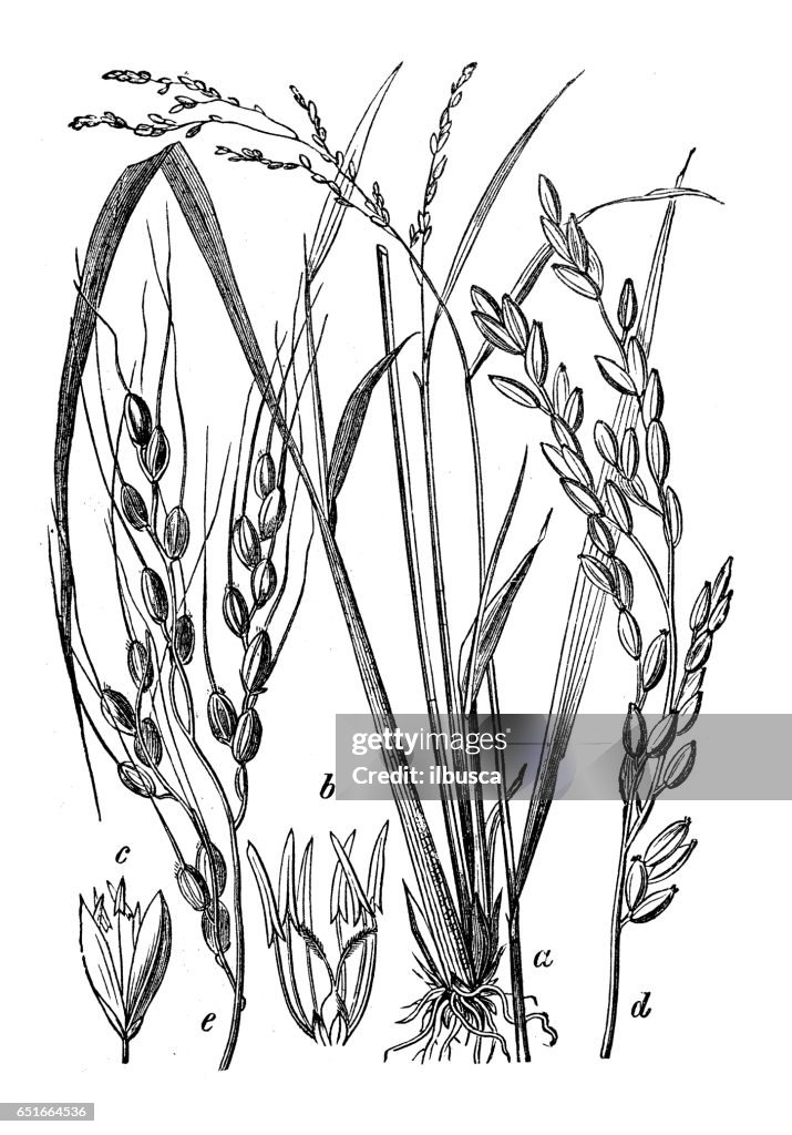 Botany plants antique engraving illustration: Oryza sativa (Asian rice)