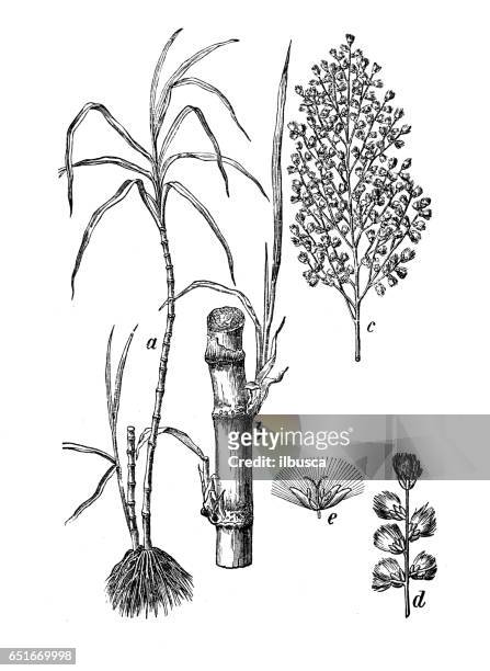 ilustrações de stock, clip art, desenhos animados e ícones de botany plants antique engraving illustration: saccharum officinarum (sugarcane) - cana de acucar