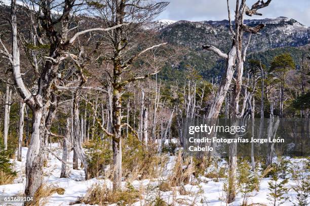 invierno en el parque nacional puyehue - chile - temperierter-regenwald stock-fotos und bilder