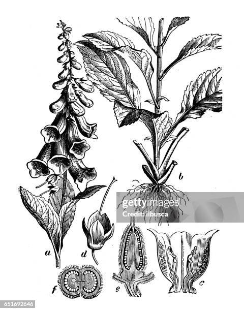 botany plants antique engraving illustration: digitalis purpurea (foxglove, common foxglove, purple foxglove or lady's glove) - foxglove stock illustrations