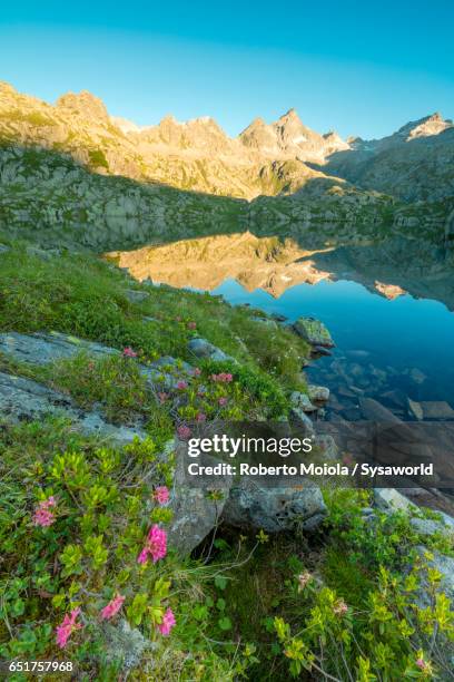 rhododendrons at lago nero brenta dolomites - madonna di campiglio stock pictures, royalty-free photos & images