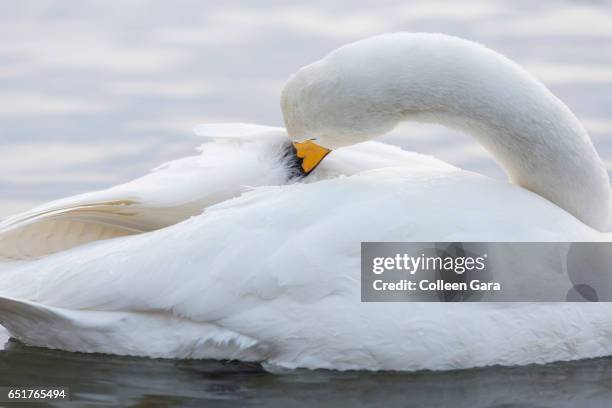 whooper swan preening on reykjavik pond, iceland - preening stock pictures, royalty-free photos & images