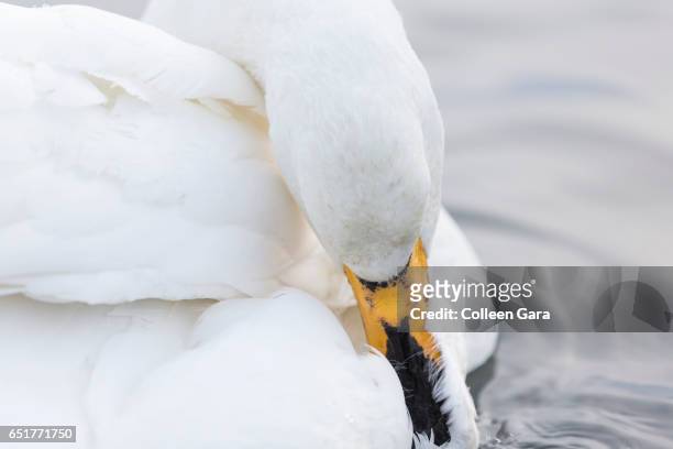 whooper swan preening feathers - preening stock pictures, royalty-free photos & images