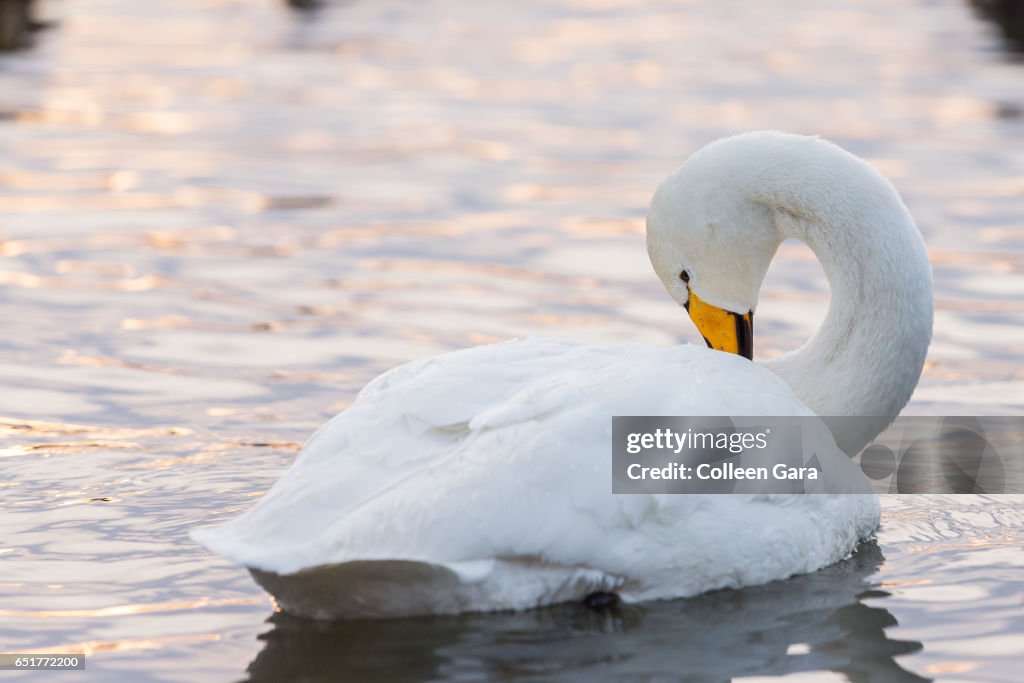 Whooper Swan at Sunset on Reykjavik Pond, Iceland