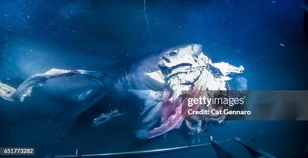 large six gill shark attacks bait ball of giant octopus - giant squid fotografías e imágenes de stock