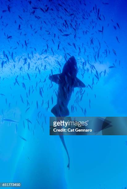 silhouette of a sand tiger shark - sand tiger shark stock pictures, royalty-free photos & images