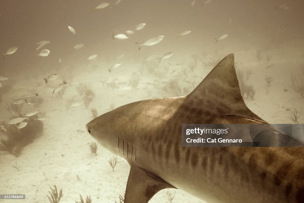 Free-Diving along side of a Tiger Shark