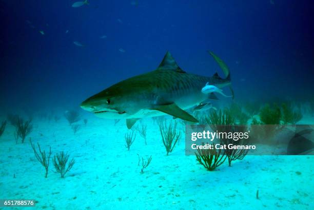 close-up of tiger shark with remora - megalodon stock pictures, royalty-free photos & images