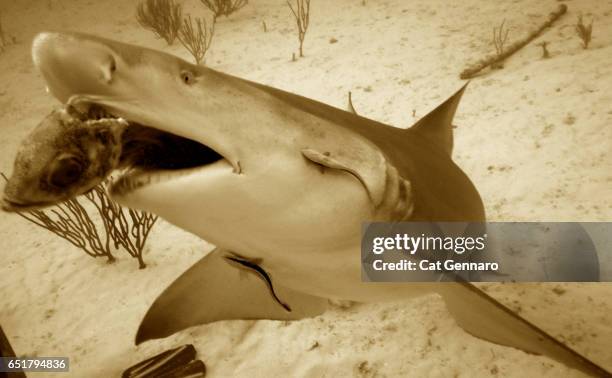 hand-feeding a lemon shark - megalodon 個照片及圖片檔