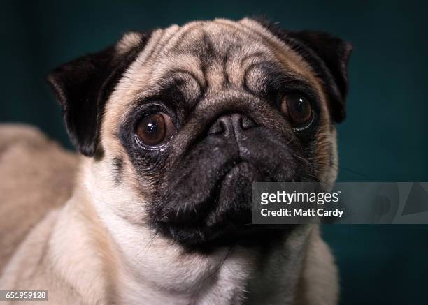 Agnes, a Pug bitch, poses for a photograph on the second day of Crufts Dog Show at the NEC Arena on March 10, 2017 in Birmingham, England. First held...