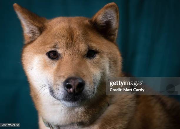 Oki, a Japanese Shiba Inu dog, poses for a photograph on the second day of Crufts Dog Show at the NEC Arena on March 10, 2017 in Birmingham, England....