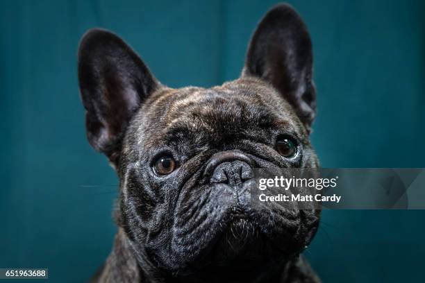 Freddie, a two-year-old French bulldog dog, poses for a photograph on the second day of Crufts Dog Show at the NEC Arena on March 10, 2017 in...