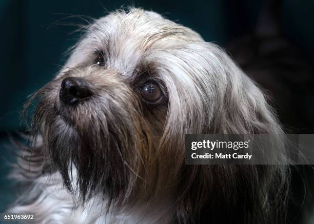 12 Callipygian Venus Stock Photos, High-Res Pictures, and Images ...