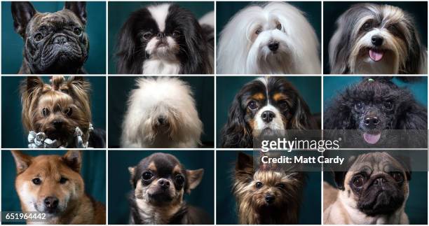 This composite image shows Freddie, a two-year-old French bulldog dog, Danny, a 3-year-old Japanese Chin dog, Prince, a 18-month-old Coton de Tulear...